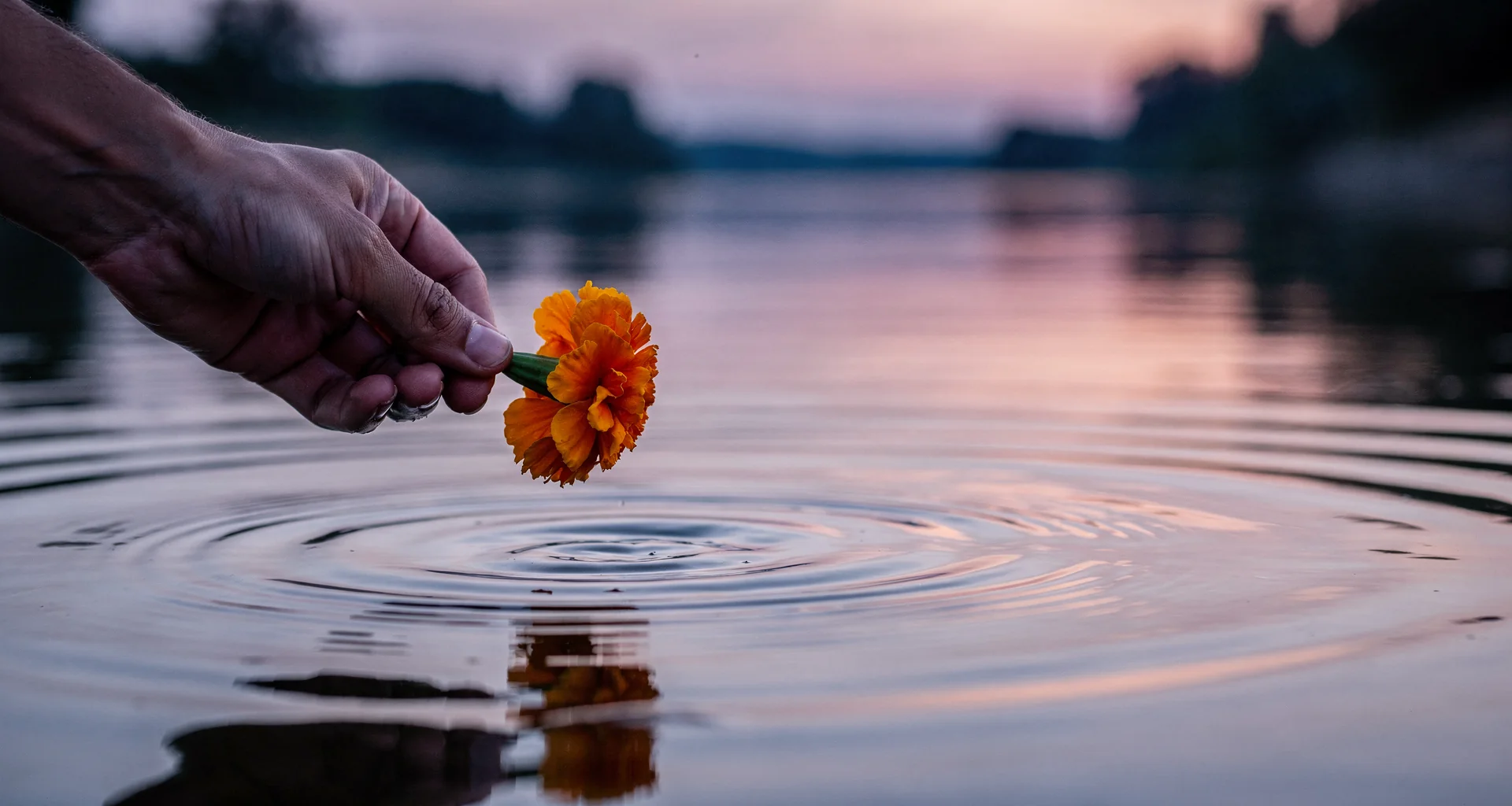 A hand releasing a marigold flower into a calm river at dusk